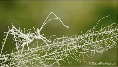 DavidKatydid.png